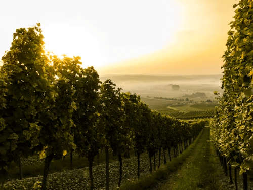 Newsletter vineyard background