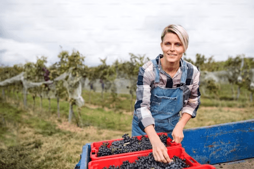 Estate Raptis vineyard history